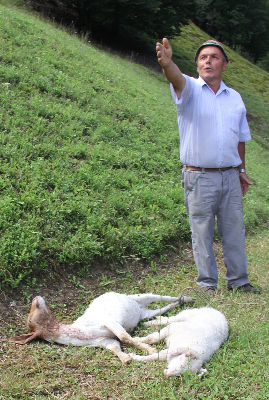 Fotografija: Primož Janežič kaže kje je volk je preskočil ograde in odnesel jagenjčka. FOTOgrafije: Boštjan Fon