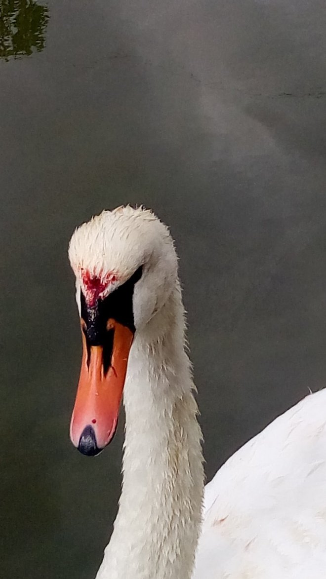 Labodka je bila poškodovana po glavi in vratu. FOTO: Jasmina Čuturić