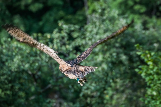 Niti za trenutek ni oklevala, ampak je takoj odletela proti pečinam. Fotografije: Nada Černič Cvetanovski