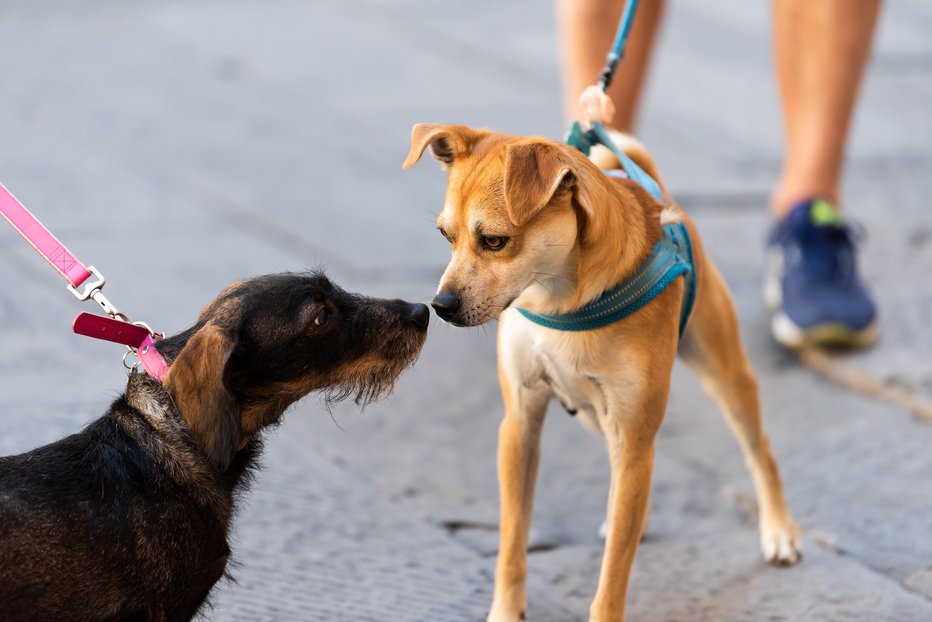 Fotografija: Na sprehodu se rajši družite s tistimi psi, ki jih vaš kuža pozna in se z njimi že preverjeno dobro razume. Foto: Guliver/Getty Images