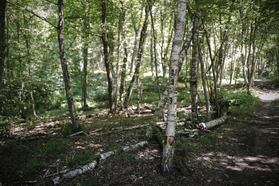 Fotografija: Fotografija je simbolična. FOTO: Uroš Hočevar, Delo