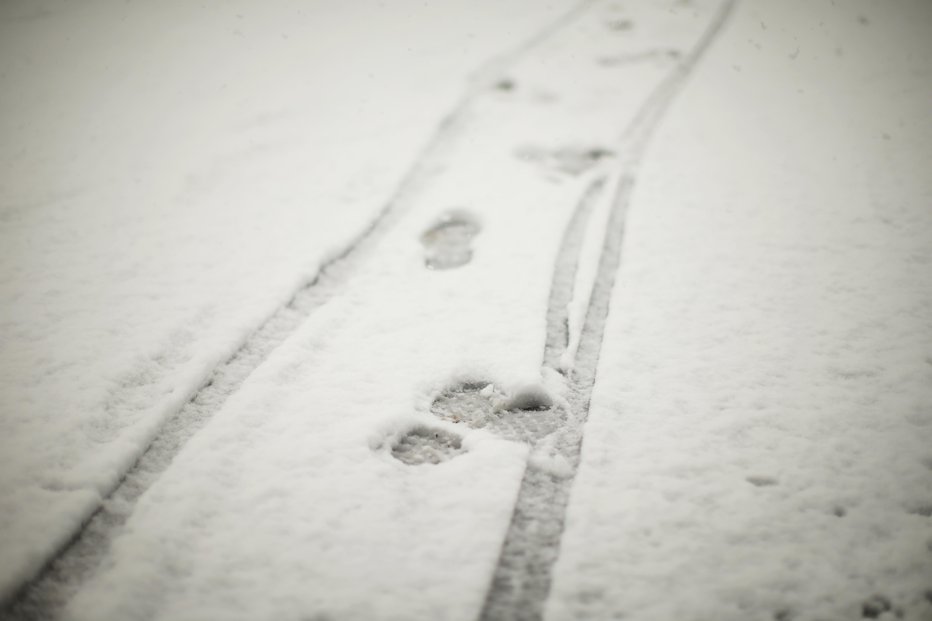 Fotografija: Na Kaninu je ponoči snežilo. FOTO: Jure Eržen, Delo