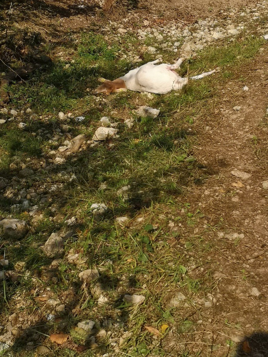 Fotografija: V napadu v petek niti hitra koza ni ubežala volčjim čekanom.