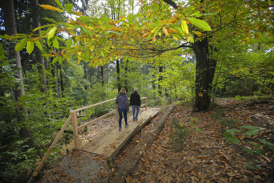 Fotografija: Podlubnik ogroža slovenske gozdove. FOTO: Jože Suhadolnik