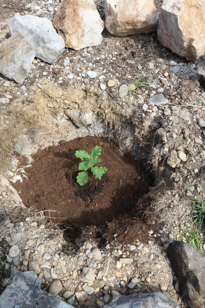 Posajeno drevesce je prvo leto najbolj občutljivo, suša ga lahko ugonobi. FOTO: Zavod za turizem Miren-Kostanjevica