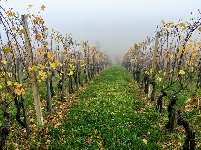 Popoldanska megla v Jeleničevem vinogradu FOTO: Jaroslav Jankovič