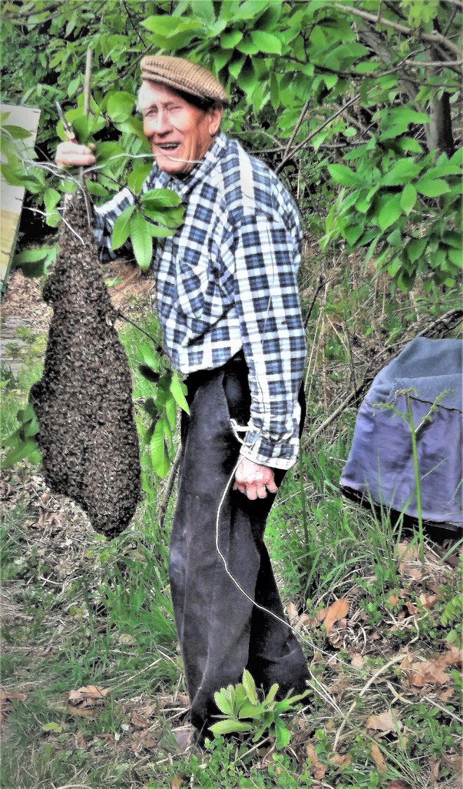 Tudi junija letos je z rojenjem čebel opravil brez zaščite. FOTO: Osebni arhiv