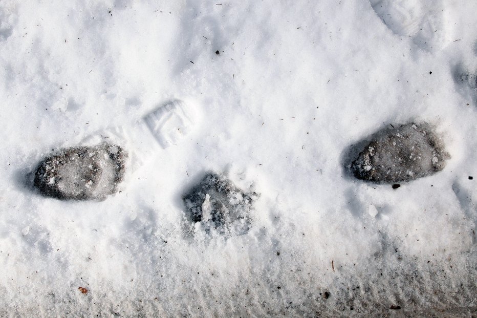 Fotografija: Na Kredarici je že 270 centimetrov snega. V prihodnjih dneh naj bi pobelilo tudi nižine. FOTO: Mavric Pivk, Delo