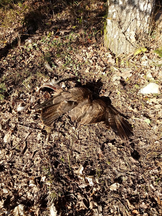 Kanje niso mogli rešiti. FOTOgrafije: Tone Trebar