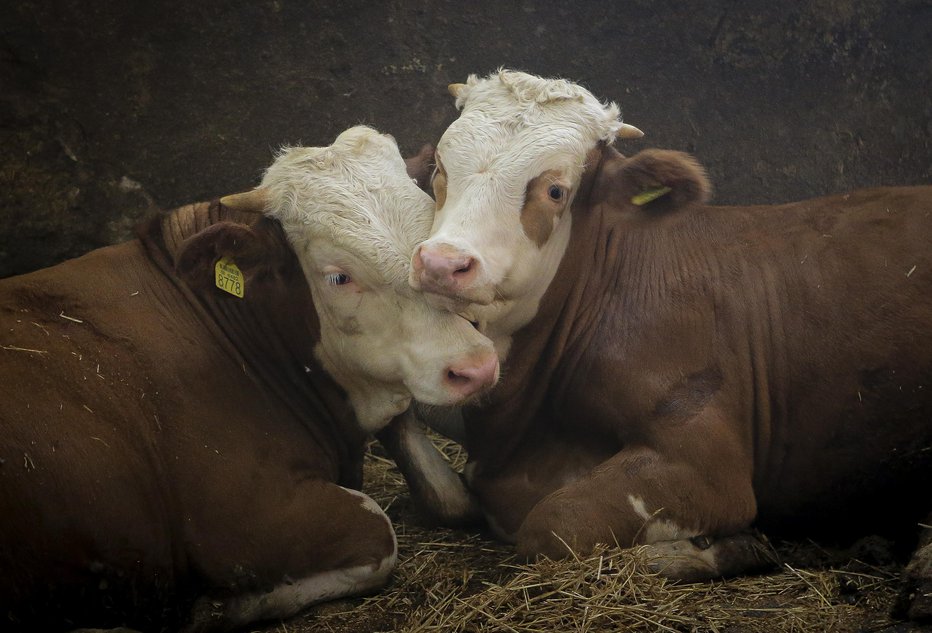 Fotografija: Aktivisti so protestirali tako, da so vdrli h kravam. FOTO: Jože Suhadolnik