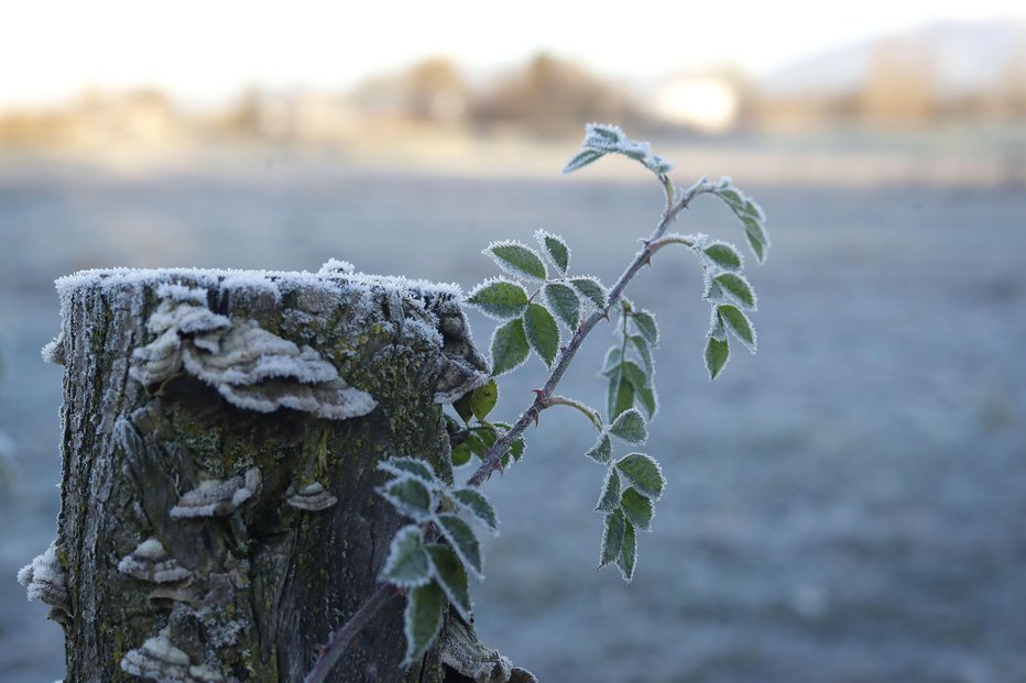 Fotografija: Pritisnil je mraz. FOTO: Leon Vidic, Delo