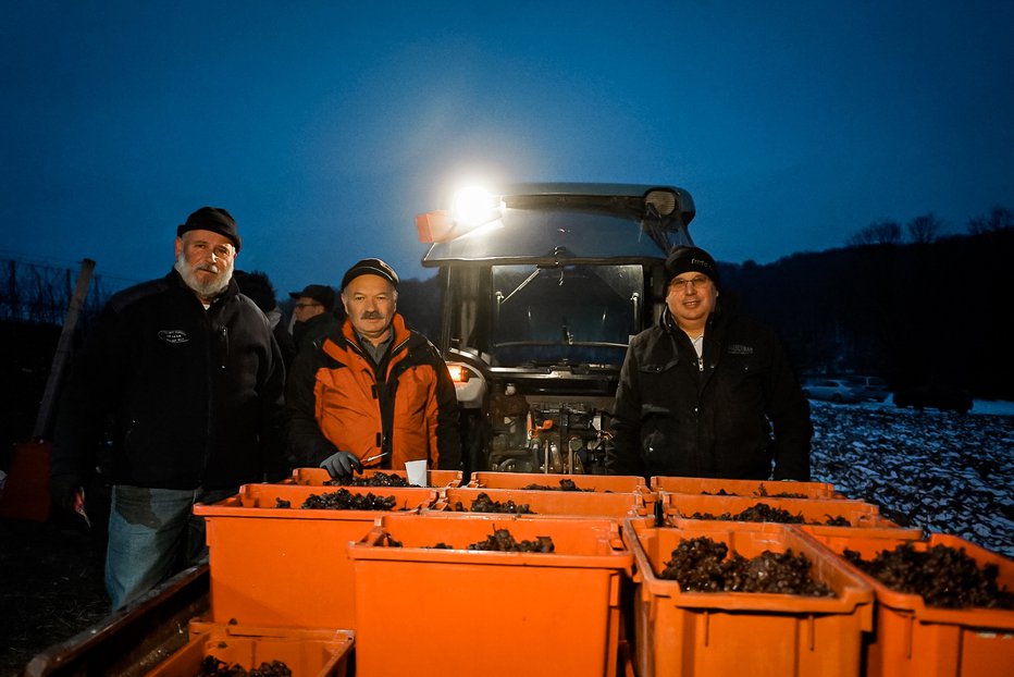 Fotografija: V skladu z ukrepi NIJZ so trgatev izpeljali v ožjem krogu družine. FOTOGRAFIJE: Gal Vivat