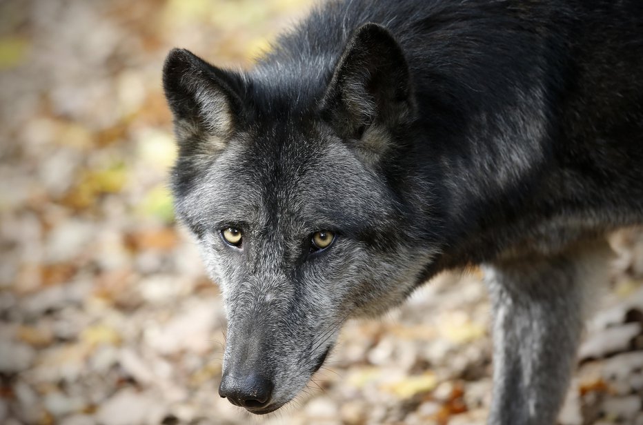 Fotografija: Strokovnjaki so spremljali gibanje volka Antona s pomočjo njegove telemetrične ovratnice (fotografija je simbolična). FOTO: Blaž Samec, Delo