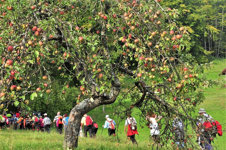 Fotografija: Voden ogled visokodebelnih sadovnjakov Foto: arhiv Kozjanski park