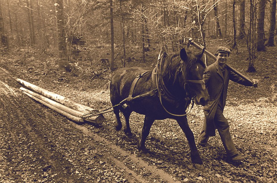 Fotografija: Po »svoj« les FOTO: IGOR MODIC