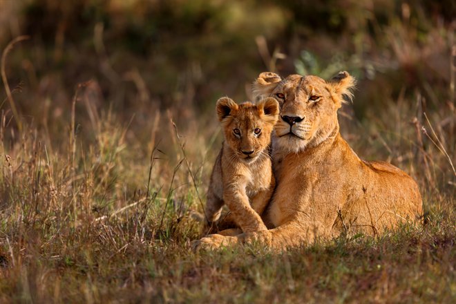 Samica skrbi za zarod in hrano. FOTO: Maggymeyer, Getty Images