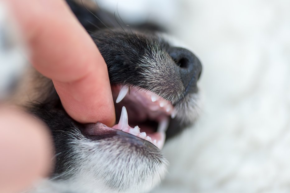 Fotografija: Simbolična fotografija. FOTO: K_thalhofer, Getty Images/Istockphoto