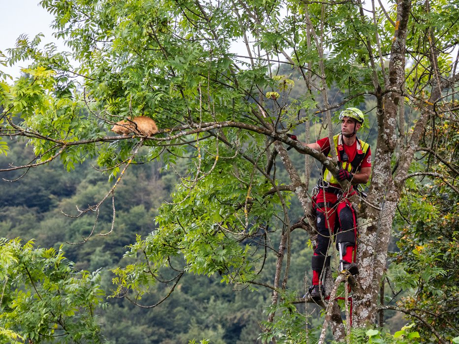 Fotografija: Postali so že specialisti za reševanje muck. FOTO: GRS Ljubljana