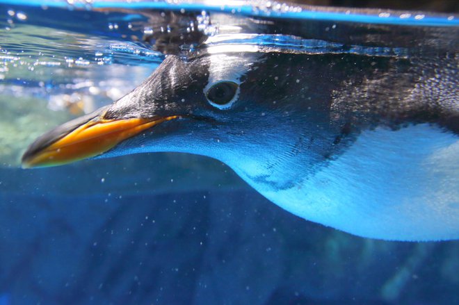 Veselijo se neskončnega čofotanja v ledeno mrzli vodi. FOTO: Mikekwok/Getty Images