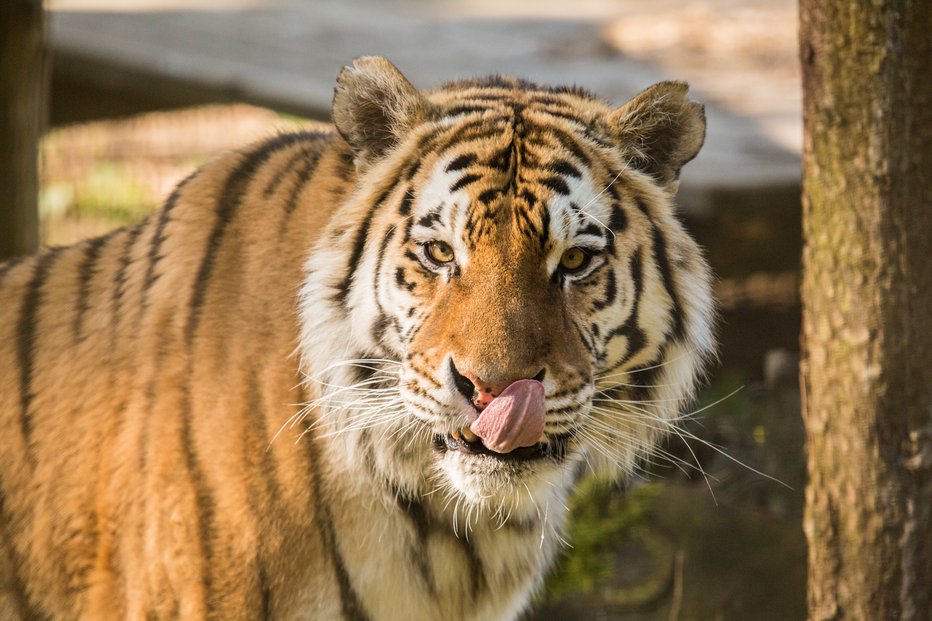 Fotografija: Sibirski tiger Vito je v ljubljanski živalski vrt prispel leta 2013. FOTO: ZOO Ljubljana