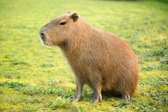 Kapibara Stinky. FOTO: ZOO Ljubljana