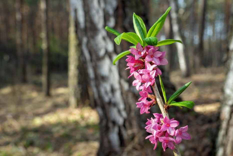 Fotografija: Cveti od februarja do aprila in je zelo strupena rastlina. FOTO: Zarifa/Getty Images