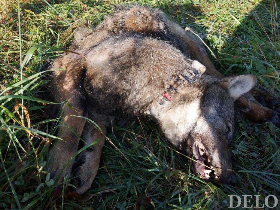 Fotografija: Krivolovno ustreljeni volk z ovratnico FOTO: Arhiv Dela