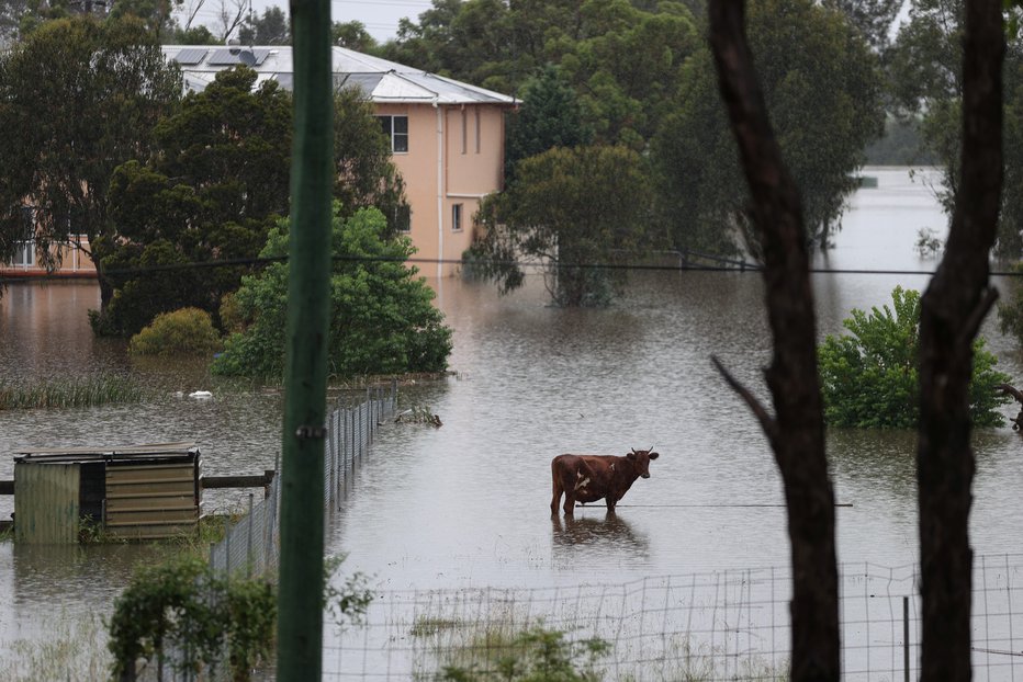 Fotografija: Rešujejo tudi živino. FOTO: Loren Elliott/Reuters