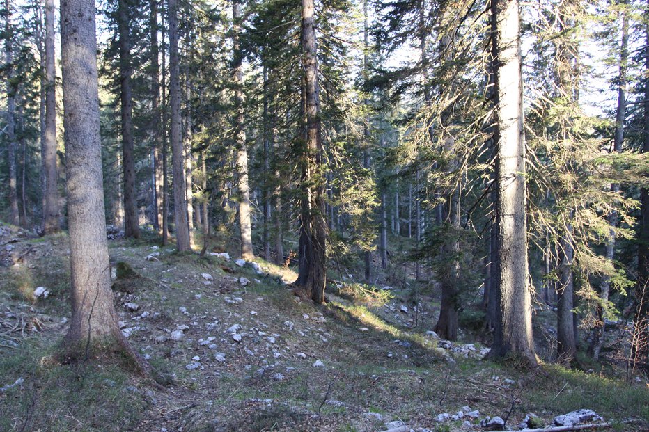 Fotografija: Usodno je bilo delo v gozdu (simbolična footgrafija). FOTO: Tomaž Mihelič