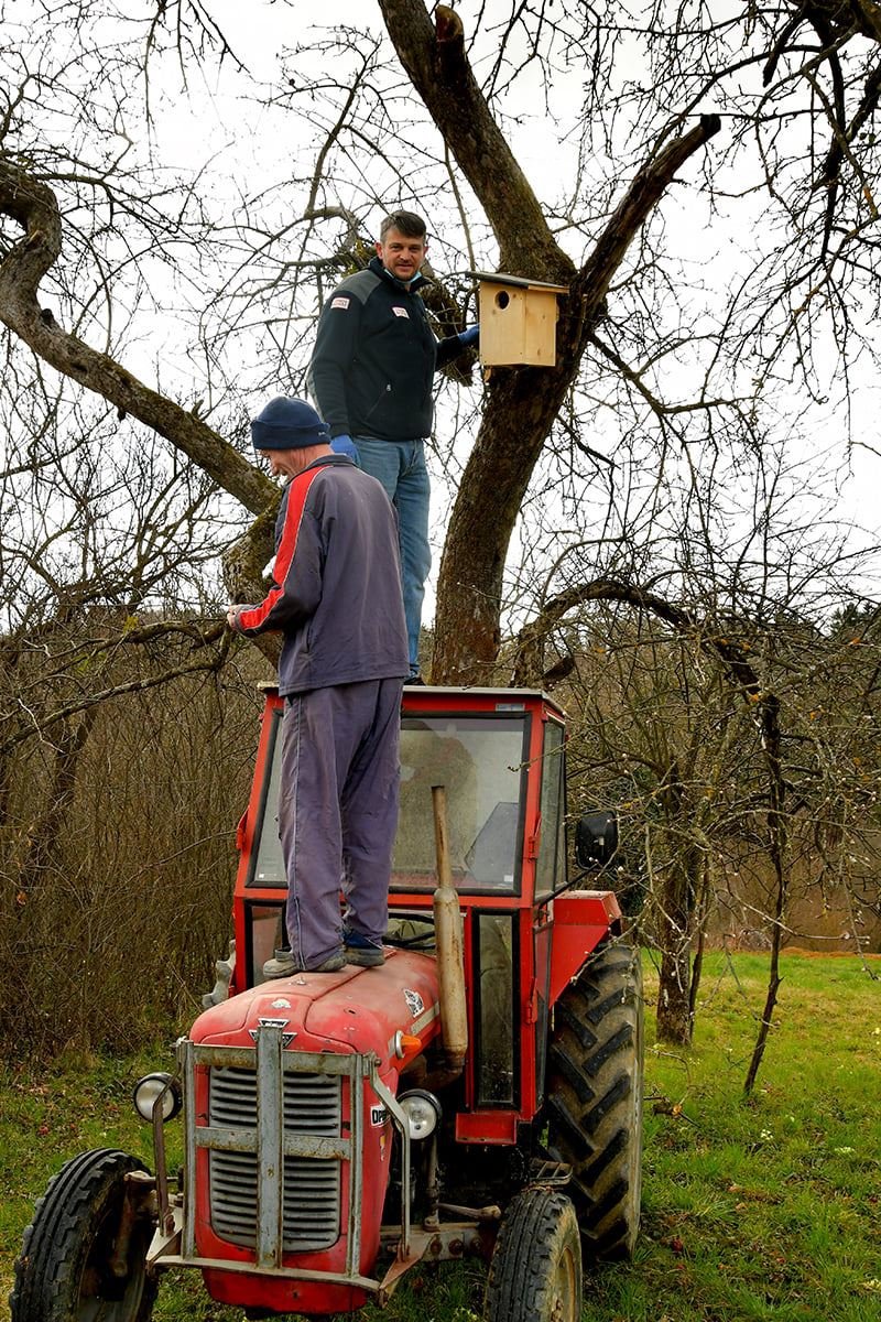 Fotografija: Postavljanje gnezdilnic v sadovnjaku FOTO: KRAJINSKI PARK GORIČKO