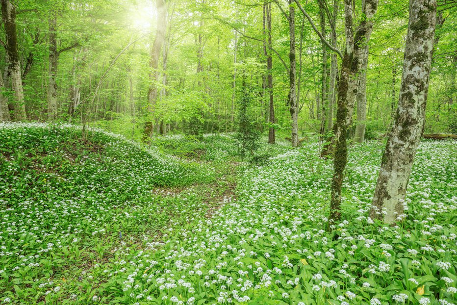 Fotografija: V zraku se širi vonj po česnu. FOTO: Serjio74/Getty Images