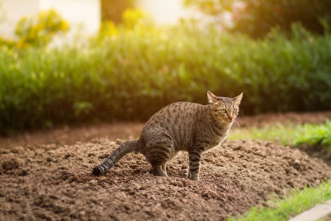 Preženite mačko, ki si je vašo gredico izbrala za stranišče. FOTO: Thinnapob/Getty Images