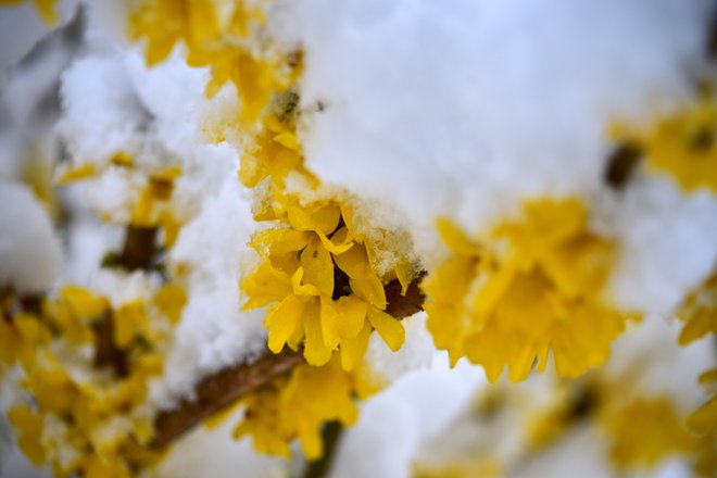 Sneg je pobelil Slovenijo: tako je bilo v Vnanjih Goricah. FOTO: Zlatko, bralec poročevalec