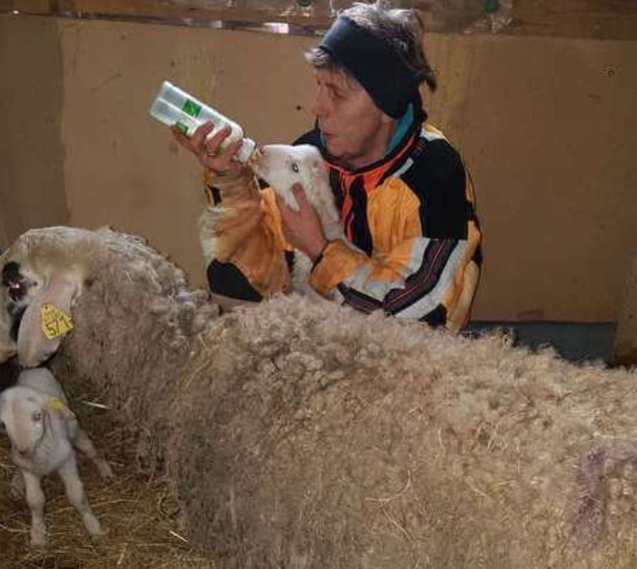 Fotografija: Marjeta Lorber s svojimi ovčkami FOTO: Oste Bakal