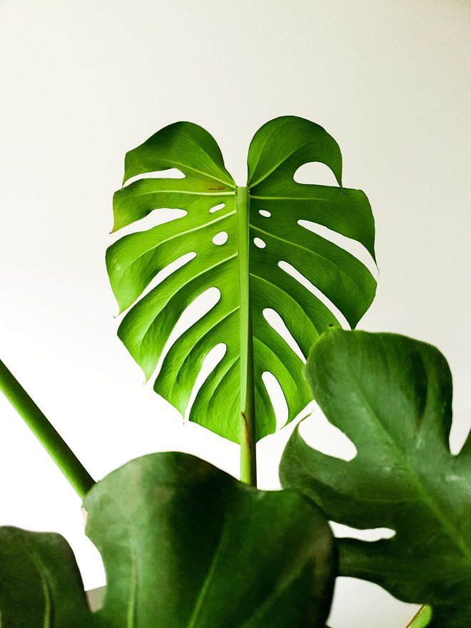 Monstera deliciosa, najpogostejša sobna rastlina