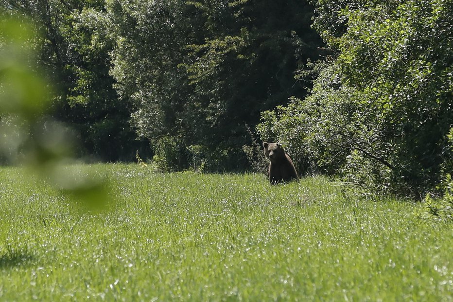 Fotografija: Medved na Ljubljanskem barju. FOTO: Uroš Hočevar, Delo