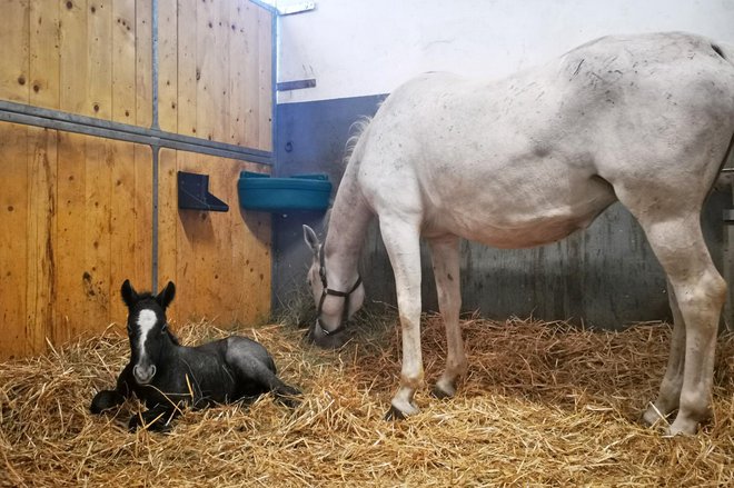 Mali črni Maestoso Samira Foto: Kobilarna Lipica