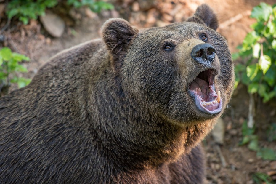 Fotografija: Zakaj je bil medved tako napadalen, ni znano (simbolična fotografija). FOTO: Pixabay