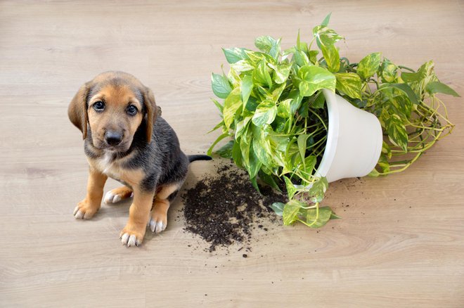 FOTO: Cunaplus_m.faba Getty Images/istockphoto