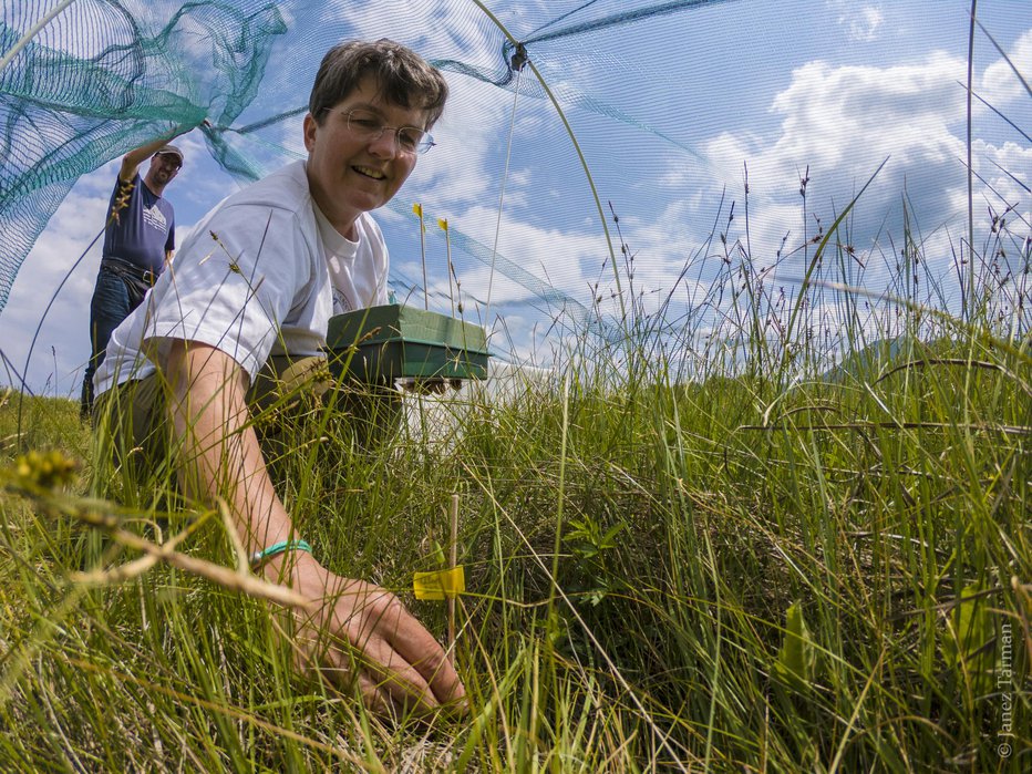 Fotografija: Izpust bub metulja barjanski okarček v naravno okolje FOTO: JANEZ TARMAN