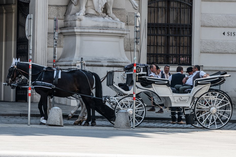 Fotografija: Tudi dunajski kočijaži imajo nekaj časa za premislek, vendar je treba konja hraniti vsak dan. FOTO: MATEJ FIŠER