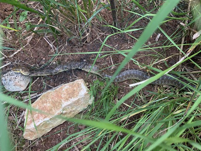 Številne kače so se ujele v mrežo, ki onemogoča prehod krtom. FOTO: Beba Splichal