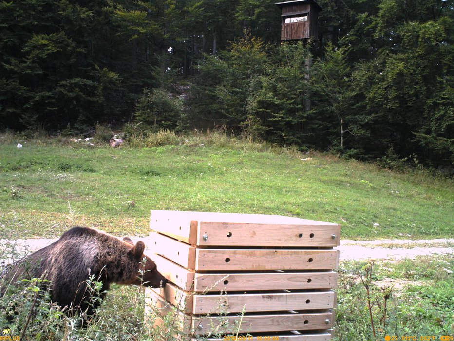 Fotografija: Vse bližje so naseljem. FOTO: Life Dinalp Bear