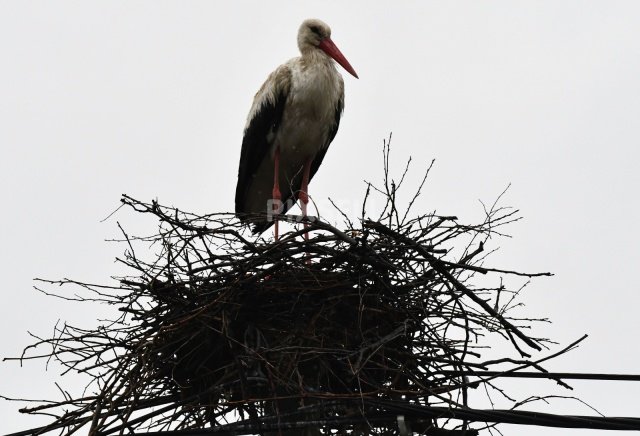 Fotografija: Priljubljena štorklja Malena je poginila. FOTO: Ivica Galovic/pixsell