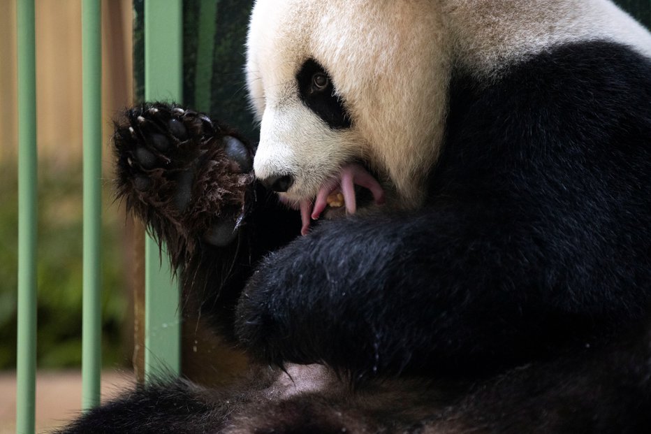 Fotografija: Huan Huan je takoj pokazala materinski instinkt in mladiča vzela v gobec. FOTOGRAFIJI: Zooparc De Beauval Via Reuters