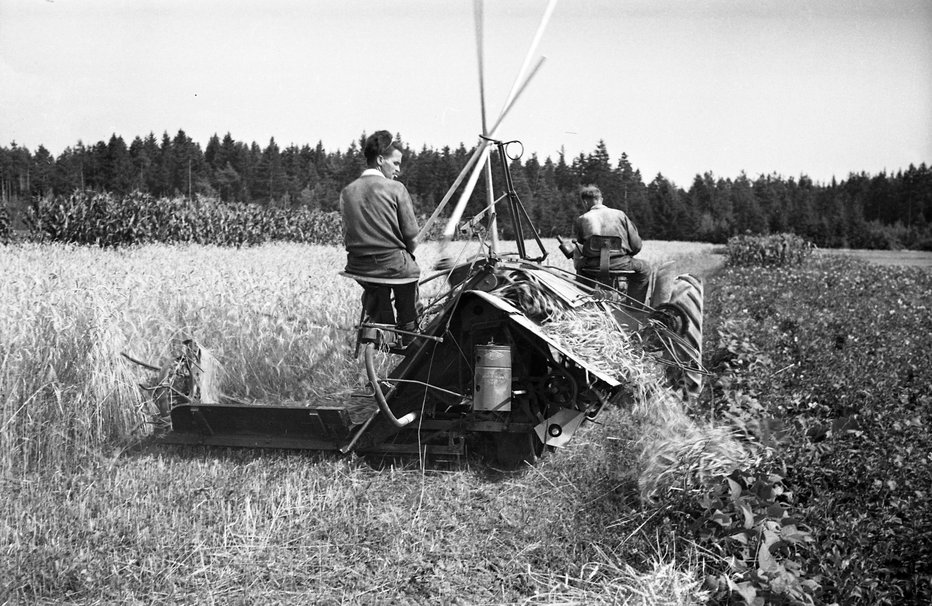 Fotografija: Strojna žetev pšenice, Mengeš, julija 1947 FOTO: Marjan Pfeifer, Muzej Novejše Zgodovine