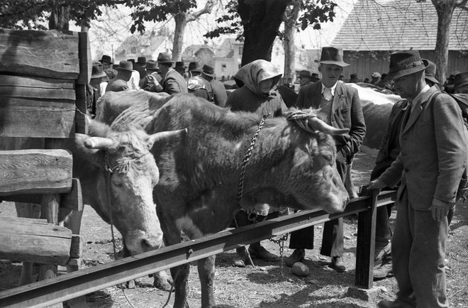 Živinski sejem Ptuj, 1947 FOTO: Marjan Pfeifer, Muzej Novejše Zgodovine