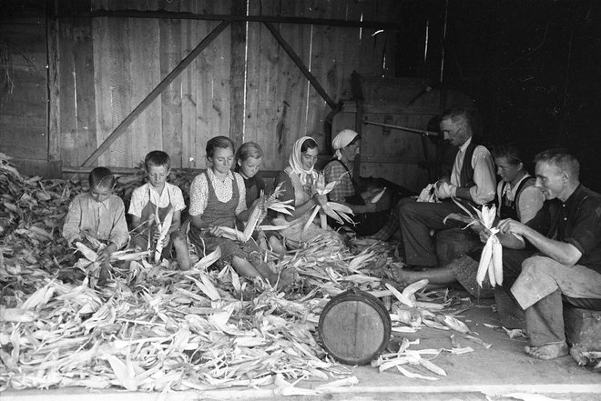 Ličkanje koruze v Slovenskih goricah, julija 1946 FOTO: Marjan Pfeifer, Muzej Novejše Zgodovine