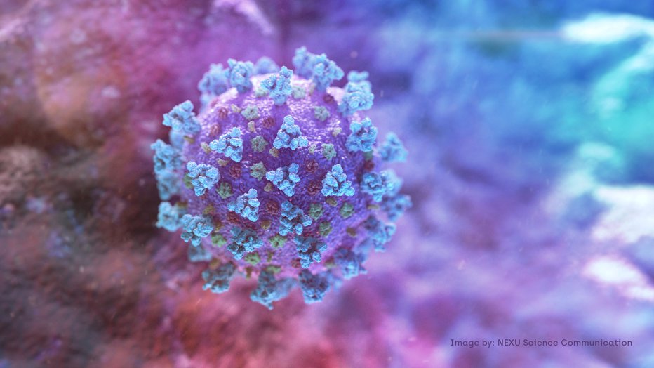 Fotografija: Virus sars-cov-2 se spet hitro širi. FOTO: Nexu Science Communication, Via Reuters