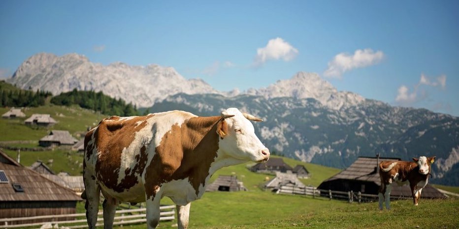 Fotografija: Arhivska fotografija. FOTO: Velika planina